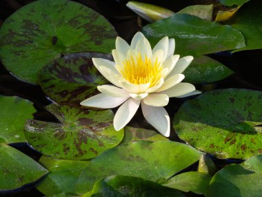 Nimes 'teki bir çeşmede çiçek açan bir nilüfer çiçeği.