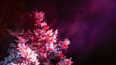 Mainau, Almanya - 27 Aralık 2023: Noel bahçesi, Constance Gölü 'ndeki Mainau adasında güzel ışık kreasyonları ve aydınlatmaların yer aldığı bir Noel etkinliğidir.