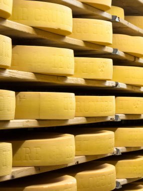Gruyeres, İsviçre - 6 Ocak 2024 İsviçre 'deki Maison du Gruyere peynir fabrikasının mahzeninde peynir yetiştirme.