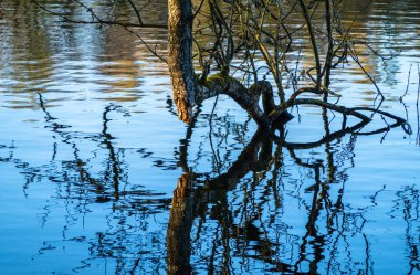 Bahar sahnesi güneşli bir günde Katzensee Gölü kıyısında, Regensdorf, İsviçre.