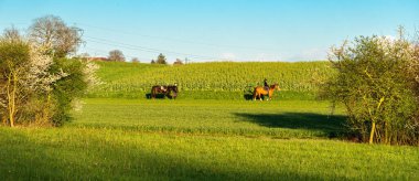 Regensdorf, Switzerland - March 28, 2024: Rural scene - horses walking between the fields next to the Katzenseen nature reserve clipart