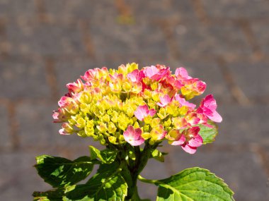 Pembe ve sarı uçlu canlı bir ortanca çiçeği, parlak güneş ışığı altında bulanık, nötr bir zemin üzerinde.