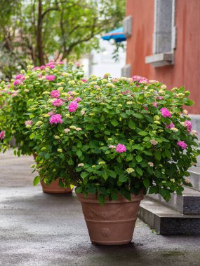 Terracotta tencerelerinde taştan basamakları olan yemyeşil ortancalar. Şehir geçmişine karşı canlı pembe, doğa ve mimariyi harmanlıyor..