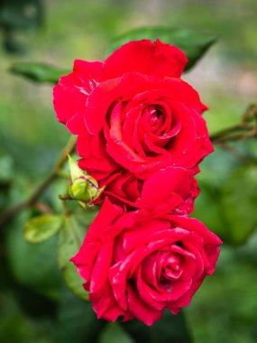 Zengin, kadife yapraklar, yeşil tomurcuklar ve yemyeşil yapraklarla dolu canlı kırmızı güllerin yakın çekimi çarpıcı bir bahçe sahnesi yaratıyor..