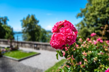 İsviçre 'nin Rapperswil şehrinde serin bahçe arka planına karşı yemyeşil güller