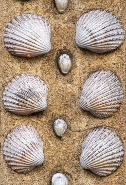 London, United Kingdom - June 25, 2024: A decorative arrangement of various seashells embedded in a stone wall of a Shell hut in a Grosvenor garden of London. clipart