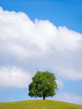 Drumlin tepesi, mavi gökyüzünün altında yapayalnız bir ağaç ve yazın büyük bir bulut, İsviçre