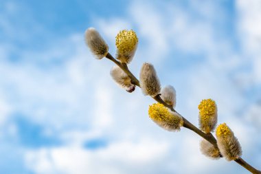 A twig of flowering catkins in spring with sky background clipart