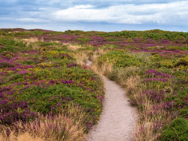 Gökyüzünün altındaki mor ve sarı kır çiçekleriyle Brittany 'deki Kaptan Frehel' in canlı Heathland 'inde manzaralı bir yol esiyor..