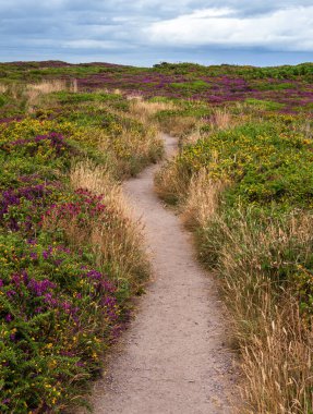 Gökyüzünün altındaki mor ve sarı kır çiçekleriyle Brittany 'deki Kaptan Frehel' in canlı Heathland 'inde manzaralı bir yol esiyor..