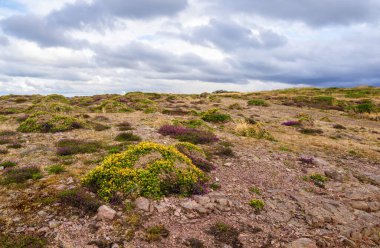 Cap Frehel 'in Britanya' daki kayalık manzarası bulutlu bir gökyüzünün altında seyrek bitki örtüsüyle.