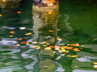 Colorful autumn leaves floating on a green water surface with a wooden post reflection. clipart