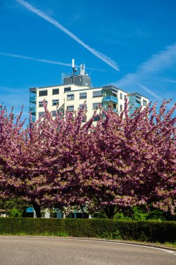 Birr, Switzerland - April 4, 2024: An ornamental shrub in front of a residential apartment building in the Swiss town of Birr clipart