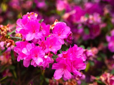 Pembe rhododendron çiçeklerinin çarpıcı bir görüntüsü. Karmaşık detaylar ve canlı renkler sergiliyor..