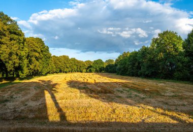 A golden field in Bad Mergentheim with harvested crops under a blue sky with fluffy clouds. Trees line the edges, casting long shadows across the field, creating a serene rural landscape. clipart