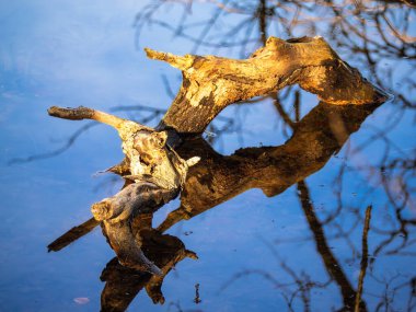 Durgun suda yüzen bir ağaç parçası mavi gökyüzünü ve etrafındaki dalları yansıtıyor..