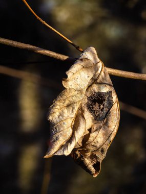 Kurumuş, kıvrımlı bir yaprağın yakın plan görüntüsü ince bir dala sarkıyor, ortasında bir delik var, bulanık, karanlık bir arka plana karşı..