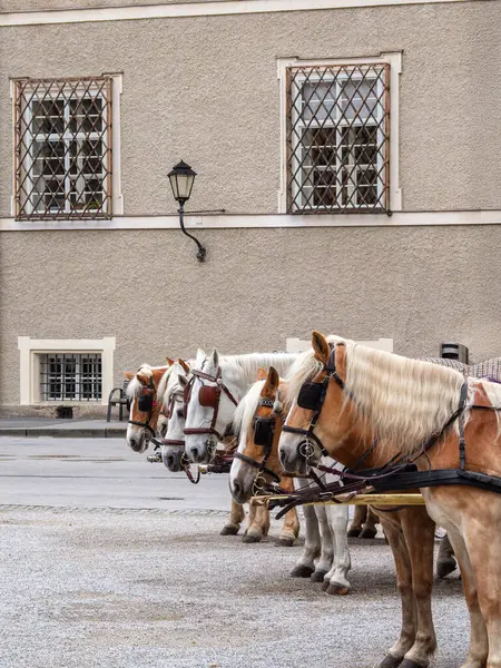 Atlar Salzburg, Avusturya 'daki bir taşıma hizmeti için kullanıldı, antika bir şehir zeminine karşı..