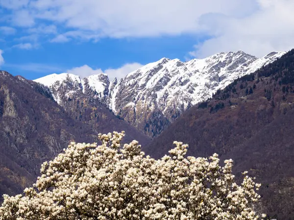Çapraz dizayn içinde Yunan harfleri Alfa ve Omega da dahil olmak üzere altın işlemeli sembollerin yer aldığı dini kırmızı kitap kapağının yakın plan görüntüsü.