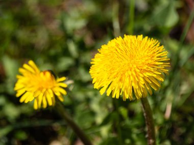 Yeşil çimenlikte iki parlak sarı karahindiba çiçeğinin yakın çekimi.