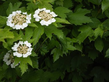 Arka planda yemyeşil yaprakları olan beyaz çiçekli bitkilerin yakın plan görüntüsü narin taç yapraklarını ve küçük beyaz çiçek kümelerini gözler önüne seriyor..