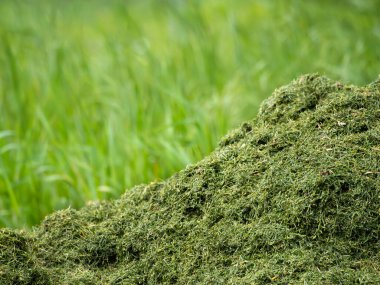 Bulanık yeşil çimen arka planına sahip yeni kesilmiş çim kırpıntılarının yakın plan görüntüsü. Çim kesiklerinin dokusu görünür, canlı yeşil rengini sergiliyor..