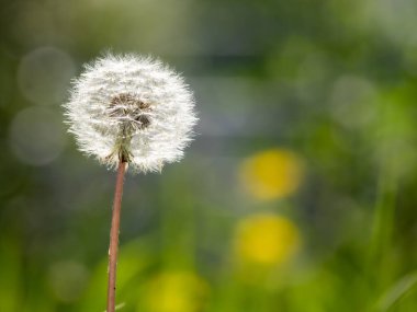 Bulanık yeşil ve sarı arkaplana karşı bir karahindiba tohumu başı yakın plan, tohumların hassas dokusunu ve bokeh etkisinin yumuşaklığını yakalıyor..