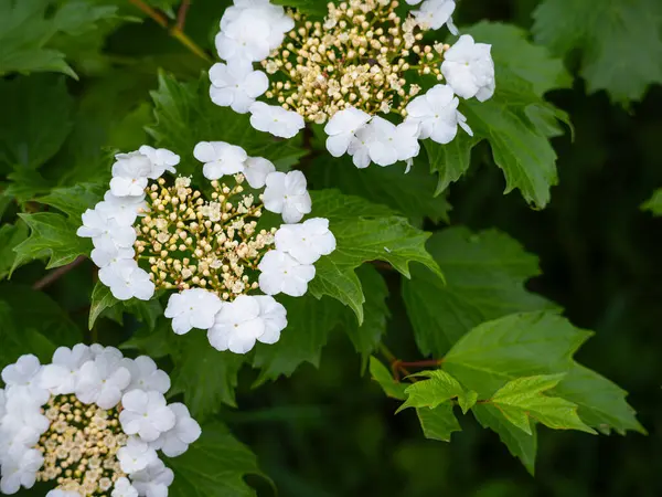 Yeşil yapraklı beyaz çiçeklerin yakın çekimi, narin taç yaprakları ve sarı mantar kümeleri, koyu bir arkaplan üzerine kuruludur..