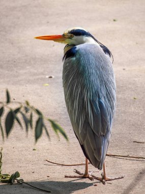  Turuncu tuğlalı modern apartman binaları