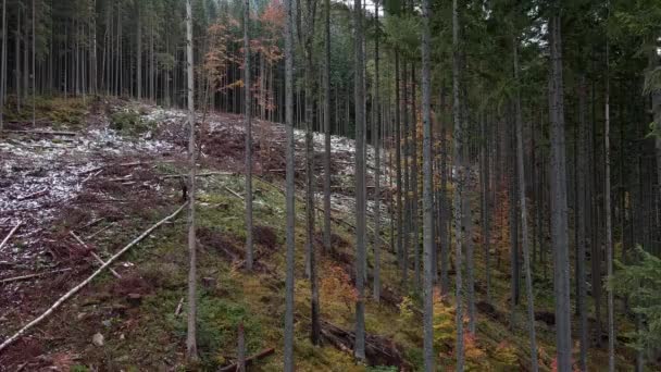 Αποψίλωση Των Δασών Καταστροφή Των Δέντρων Στα Βουνά Τεράστιες Δασικές — Αρχείο Βίντεο