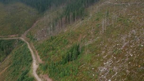 Вырубка Лесов Уничтожение Деревьев Горах Огромные Участки Леса После Вырубки — стоковое видео
