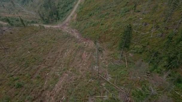 Deforestación Destrucción Árboles Las Montañas Vastas Áreas Bosque Después Tala — Vídeos de Stock