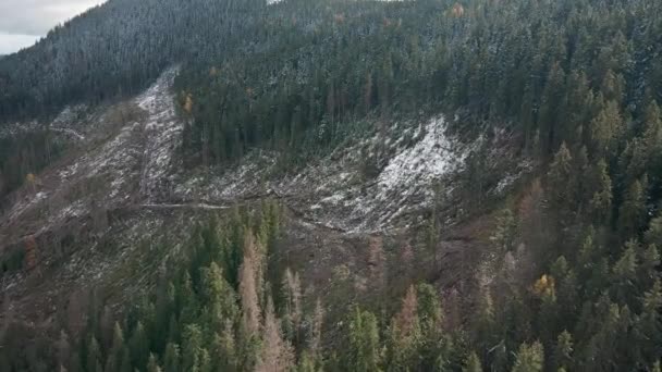 滥伐森林 毁坏山中的树木 砍伐树木后大面积的森林 喀尔巴阡山脉 — 图库视频影像