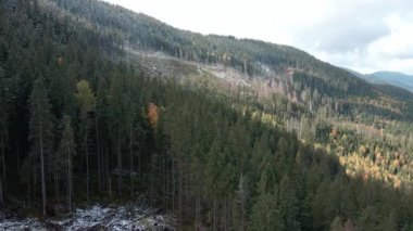 Ormanların tahrip edilmesi, dağlardaki ağaçların tahrip edilmesi. Ağaçları kestikten sonra geniş bir orman alanı. Karpatlar Ukrayna