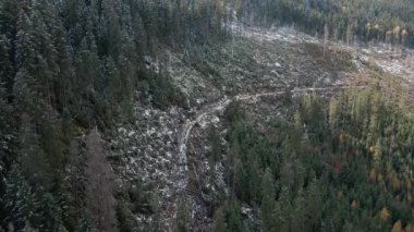 Ormanların tahrip edilmesi, dağlardaki ağaçların tahrip edilmesi. Ağaçları kestikten sonra geniş bir orman alanı. Karpatlar Ukrayna