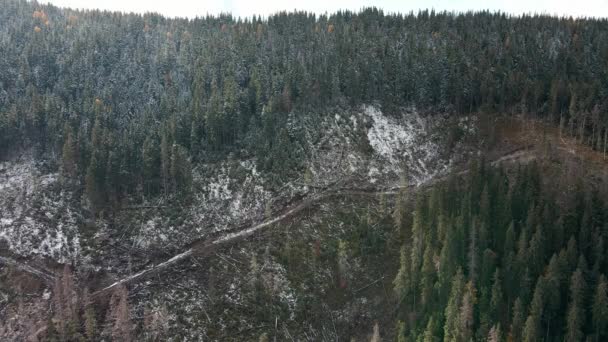 森林破壊 山の中の木の破壊 木を伐採した後の森林の広大な地域 カルパチア人ウクライナ 動画クリップ