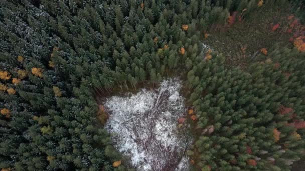 森林破壊 山の中の木の破壊 木を伐採した後の森林の広大な地域 カルパチア人ウクライナ ストック映像