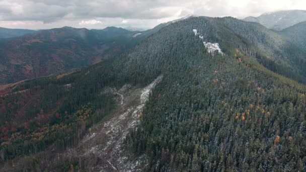 Avskogning Förstörelse Träd Bergen Omfattande Skogsområden Efter Fällning Träd Karpaterna — Stockvideo