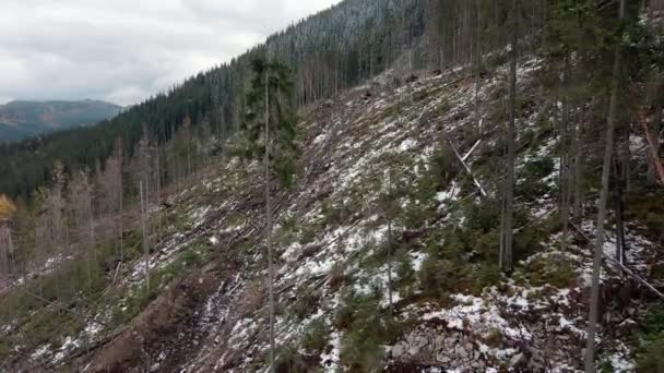 森林破壊 山の中の木の破壊 木を伐採した後の森林の広大な地域 カルパチア人ウクライナ ロイヤリティフリーのストック動画