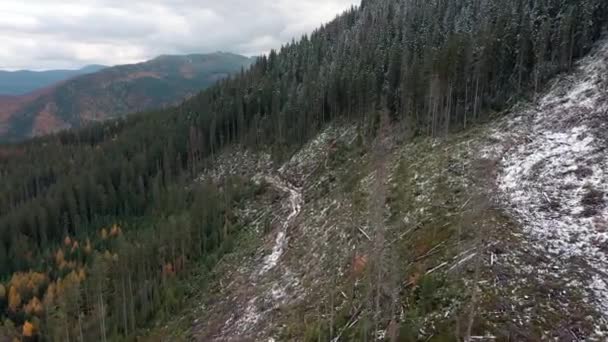 森林破壊 山の中の木の破壊 木を伐採した後の森林の広大な地域 カルパチア人ウクライナ ロイヤリティフリーストック映像