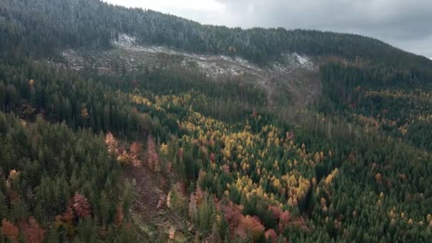 森林破壊 山の中の木の破壊 木を伐採した後の森林の広大な地域 カルパチア人ウクライナ ストック映像