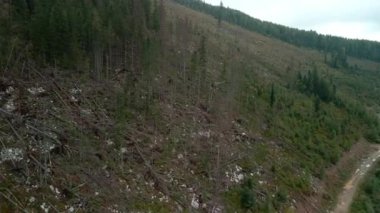 Ormanların tahrip edilmesi, dağlardaki ağaçların tahrip edilmesi. Ağaçları kestikten sonra geniş bir orman alanı. Karpatlar Ukrayna