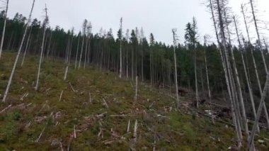 Ormanların tahrip edilmesi, dağlardaki ağaçların tahrip edilmesi. Ağaçları kestikten sonra geniş bir orman alanı. Karpatlar Ukrayna