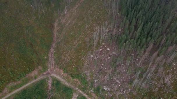 森林破壊 山の中の木の破壊 木を伐採した後の森林の広大な地域 カルパチア人ウクライナ ストック動画