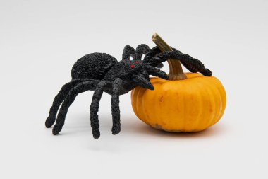 Örümcek cadılar bayramı için bir balkabağına tırmanıyor