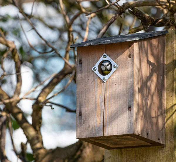 Blue tit looking out of his new home  for this season.