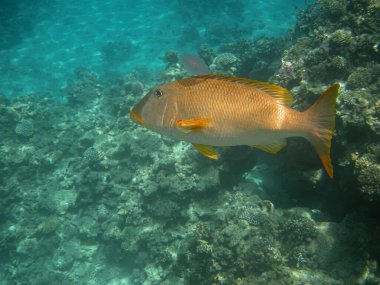 Bir noktalı levrek (LUTJANUS MONOSTIGMA) kızıl denizde şnorkelle yüzerken fotoğraflandı.                               