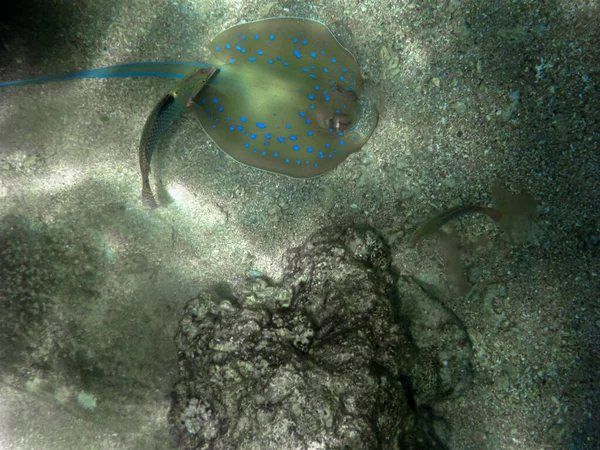 Blue spotted ray on the sea bed photographed from above in the red sea.