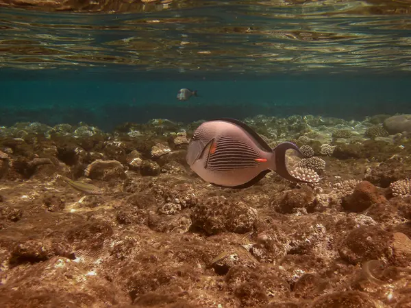 Sohal cerrah balığı (ACANTHURUS SOHAL) kızıl denizde şnorkelle yüzerken fotoğraflandı.