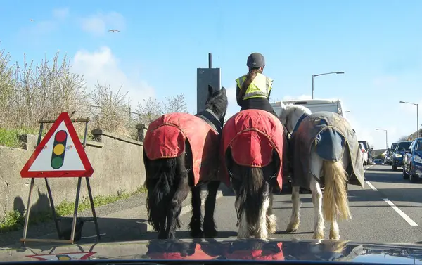 Atlar ve biniciler trafik ışıklarında bekliyor..                         